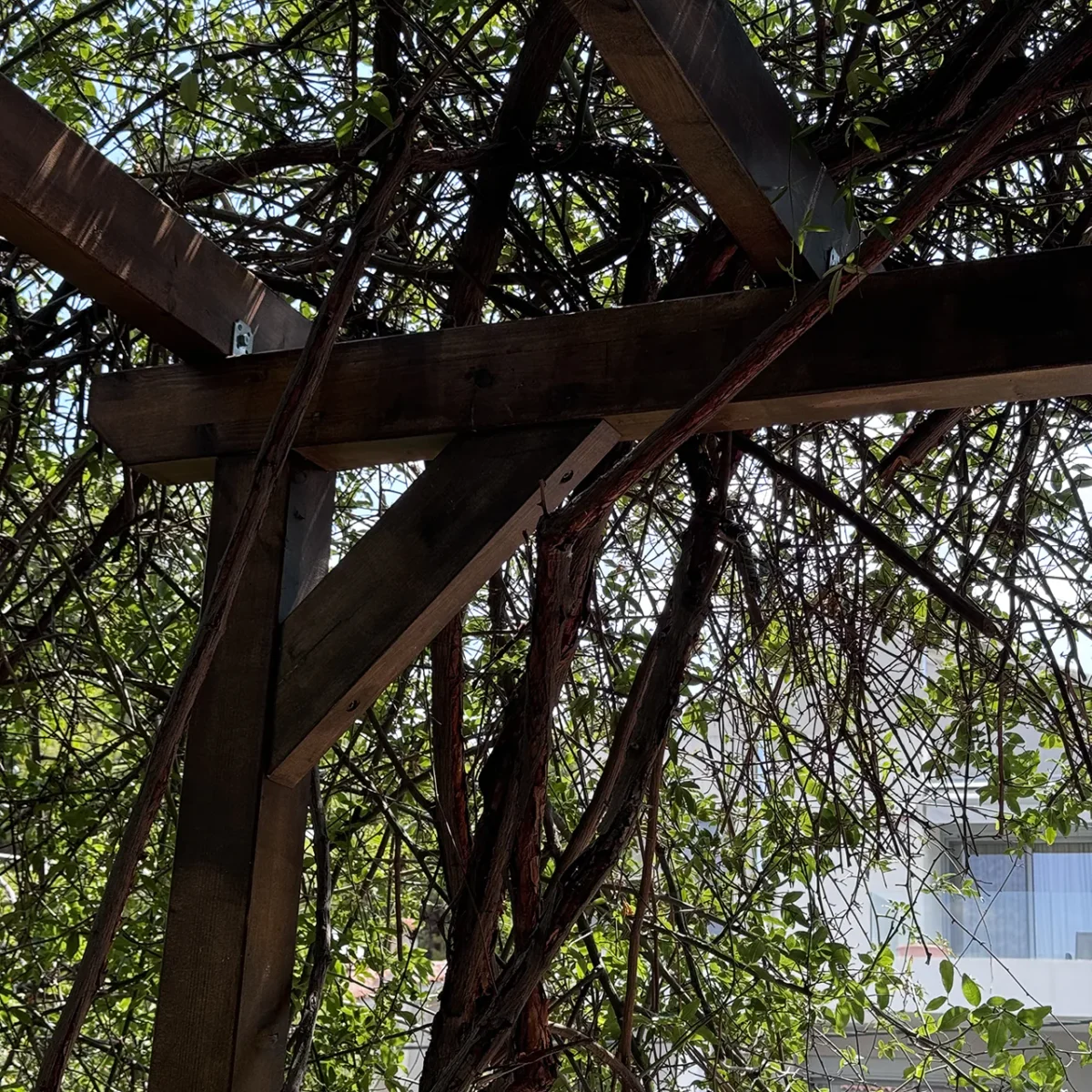 Ξύλινη πέργκολα για αναρριχώμενο φυτό